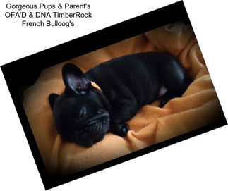 Gorgeous Pups & Parent\'s OFA\'D & DNA TimberRock French Bulldog\'s