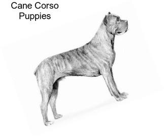 Cane Corso Puppies