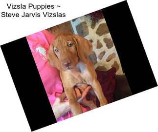 Vizsla Puppies ~ Steve Jarvis Vizslas