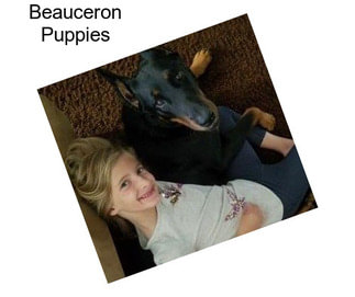 Beauceron Puppies