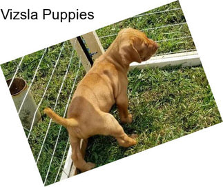 Vizsla Puppies