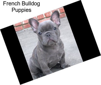 French Bulldog Puppies