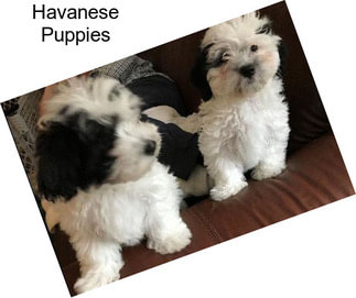 Havanese Puppies