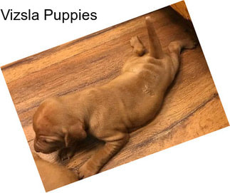 Vizsla Puppies