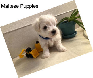 Maltese Puppies