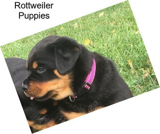 Rottweiler Puppies