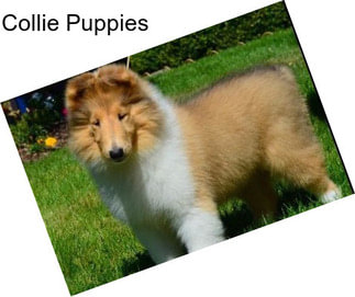 Collie Puppies