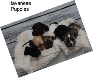 Havanese Puppies