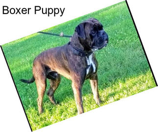 Boxer Puppy