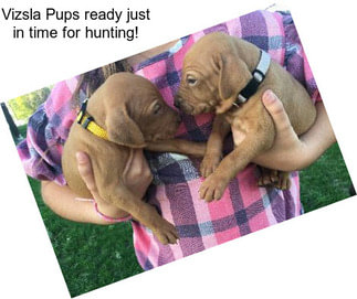 Vizsla Pups ready just in time for hunting!