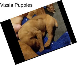 Vizsla Puppies