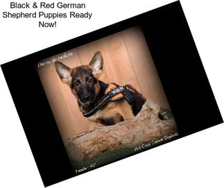 Black & Red German Shepherd Puppies Ready Now!