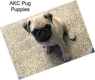 AKC Pug Puppies