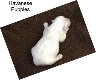 Havanese Puppies