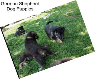 German Shepherd Dog Puppies