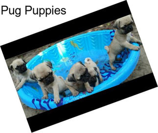 Pug Puppies