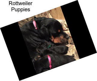 Rottweiler Puppies