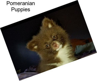 Pomeranian Puppies