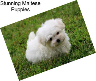 Stunning Maltese Puppies
