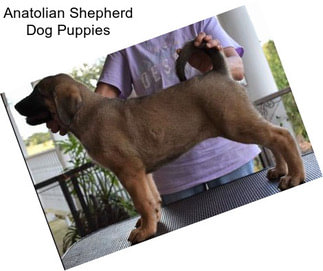 Anatolian Shepherd Dog Puppies