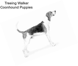 Treeing Walker Coonhound Puppies