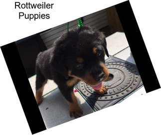 Rottweiler Puppies