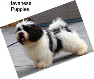 Havanese Puppies