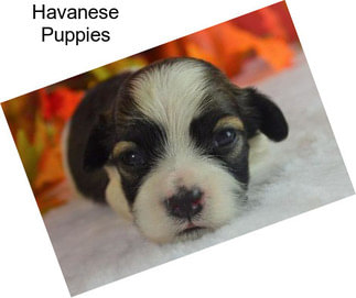 Havanese Puppies