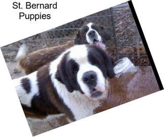 St. Bernard Puppies