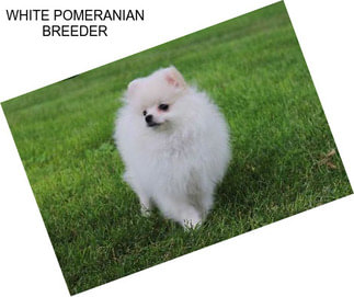 WHITE POMERANIAN BREEDER