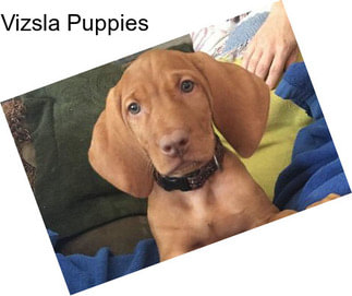 Vizsla Puppies