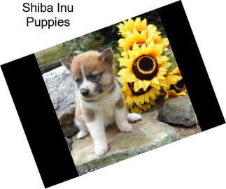 Shiba Inu Dogs For Sale In Tennessee Agriseekcom