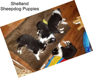 Shetland Sheepdog Puppies