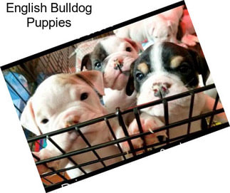 English Bulldog Puppies