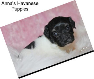 Anna\'s Havanese Puppies