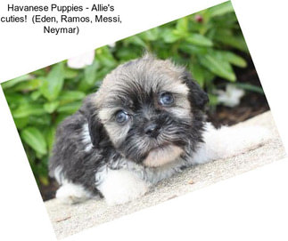 Havanese Puppies - Allie\'s cuties!  (Eden, Ramos, Messi, Neymar)