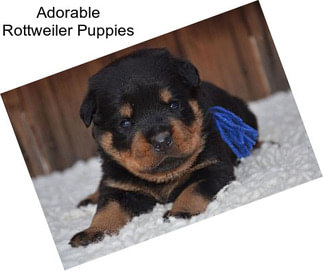 Adorable Rottweiler Puppies