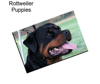 Rottweiler Puppies