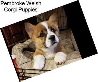 Pembroke Welsh Corgi Puppies