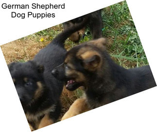 German Shepherd Dog Puppies