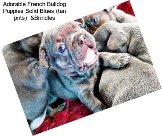 Adorable French Bulldog Puppies Solid Blues (tan pnts)  &Brindles