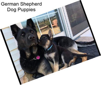 German Shepherd Dog Puppies