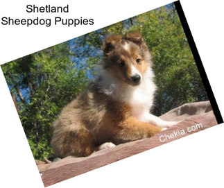 Shetland Sheepdog Puppies