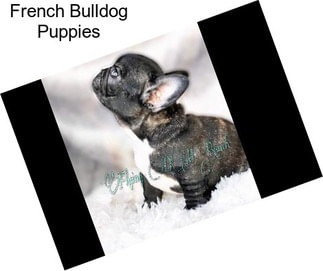 French Bulldog Puppies