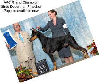 AKC Grand Champion Sired Doberman Pinscher Puppies available now