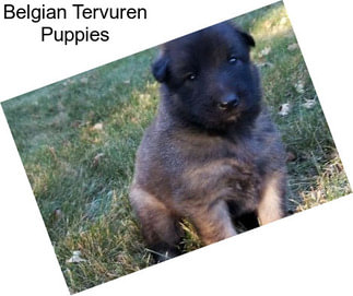 Belgian Tervuren Puppies