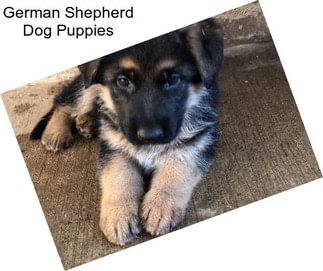 German Shepherd Dog Puppies