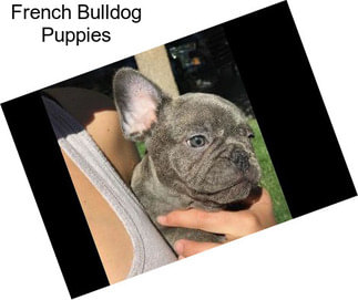 French Bulldog Puppies