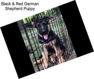 Black & Red German Shepherd Puppy