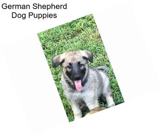 German Shepherd Dog Puppies